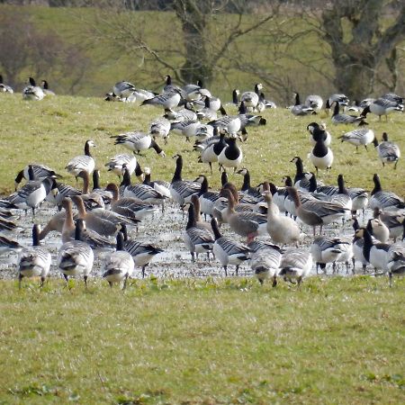 Shelduck Cottage Mainsriddle Exterior foto
