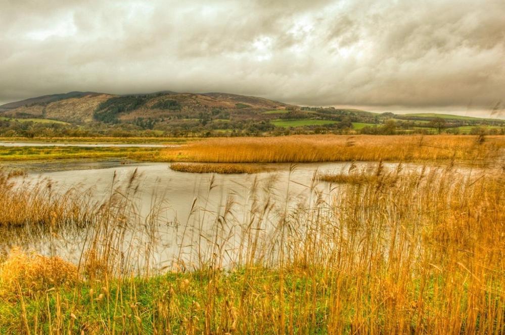 Shelduck Cottage Mainsriddle Exterior foto